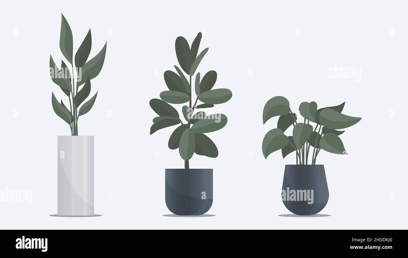 Collezione di grandi piante piane in vaso in piedi sul pavimento. Elementi per la decorazione di uffici e case Illustrazione Vettoriale