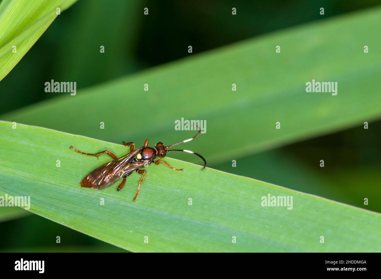 Balsam Lake, Wisconsin. Ichneumon vampata sulla lama per erba con una parte della gamba mancante. Foto Stock