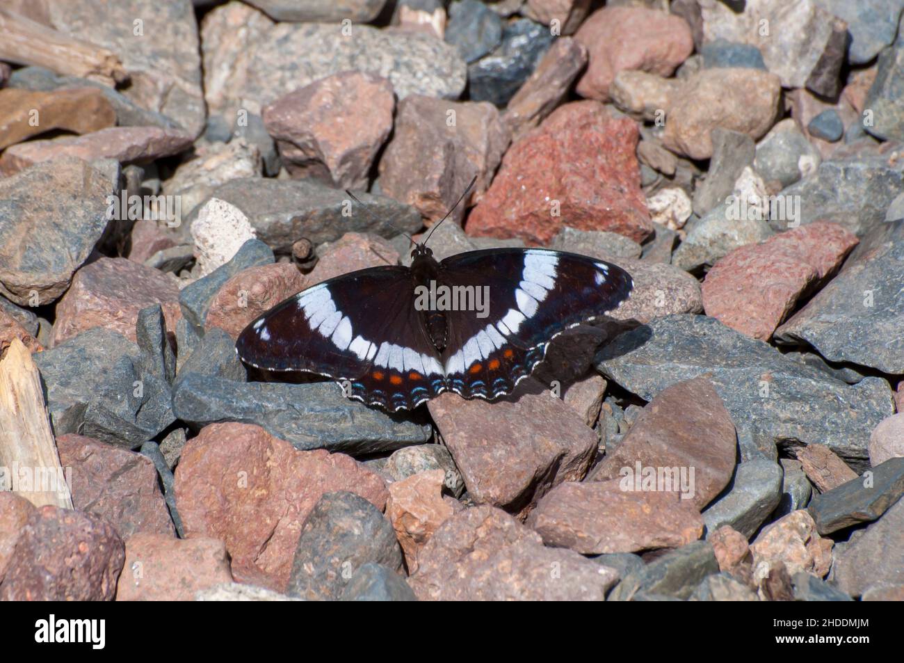 Minnesota. Farfalla Ammiraglio bianca, Basilarchia arthemis che si solava sulle rocce della Foresta Nazionale superiore. Foto Stock