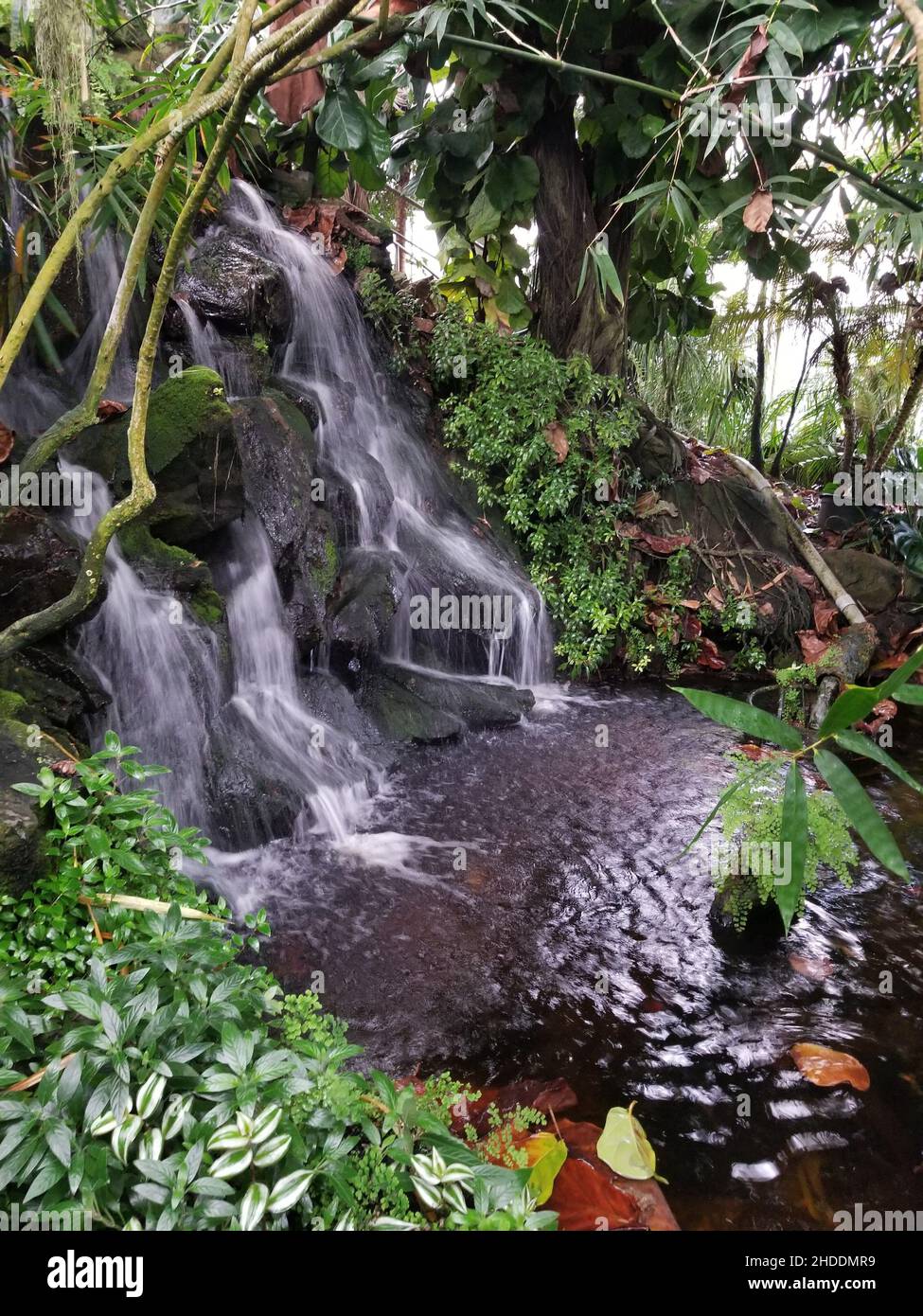 Splendida cascata interna circondata da verdi piante tropicali Foto Stock