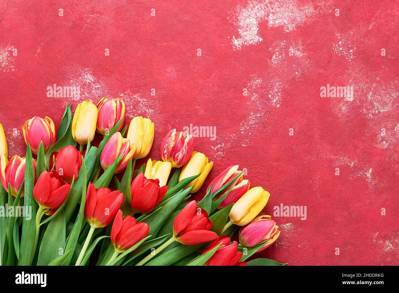 Bouquet di tulipani rossi e gialli su sfondo rosso brillante. Biglietto di auguri. Festa della mamma, San Valentino, compleanno concetto. Spazio di copia Foto Stock