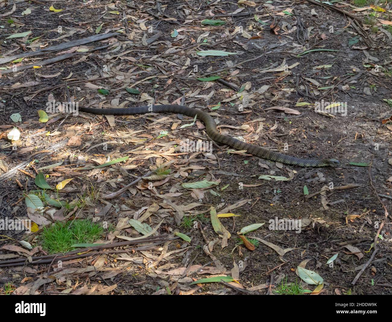 Serpente di tigre sulla Elliot Road - Elliot Ridge, Victoria, Australia Foto Stock