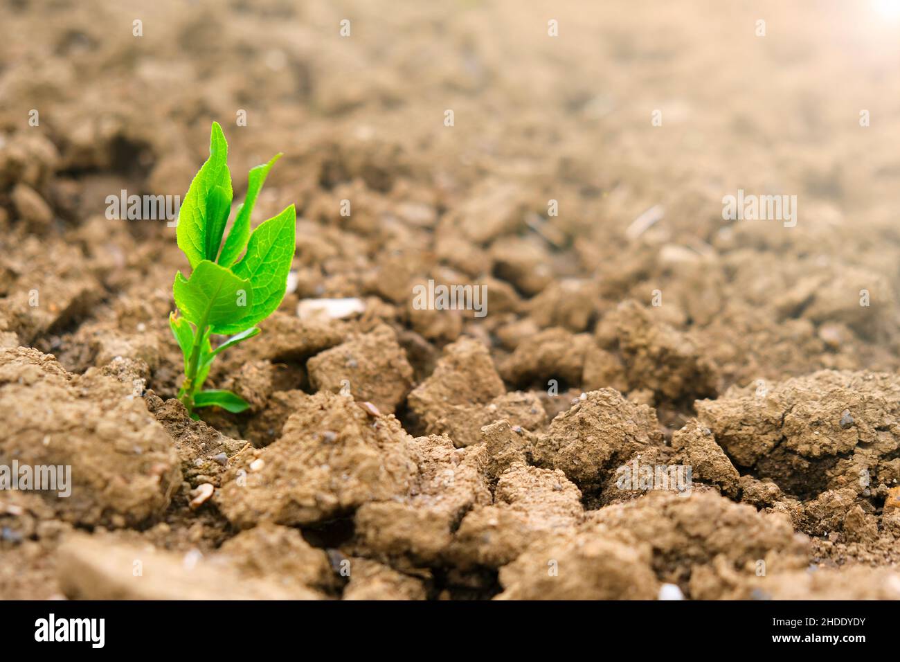 Nuovo concetto di vita. Germoglio verde in suolo secco cracked. Concetto di agricoltura e agricoltura. Piantina verde nel terreno in campo. Foto Stock