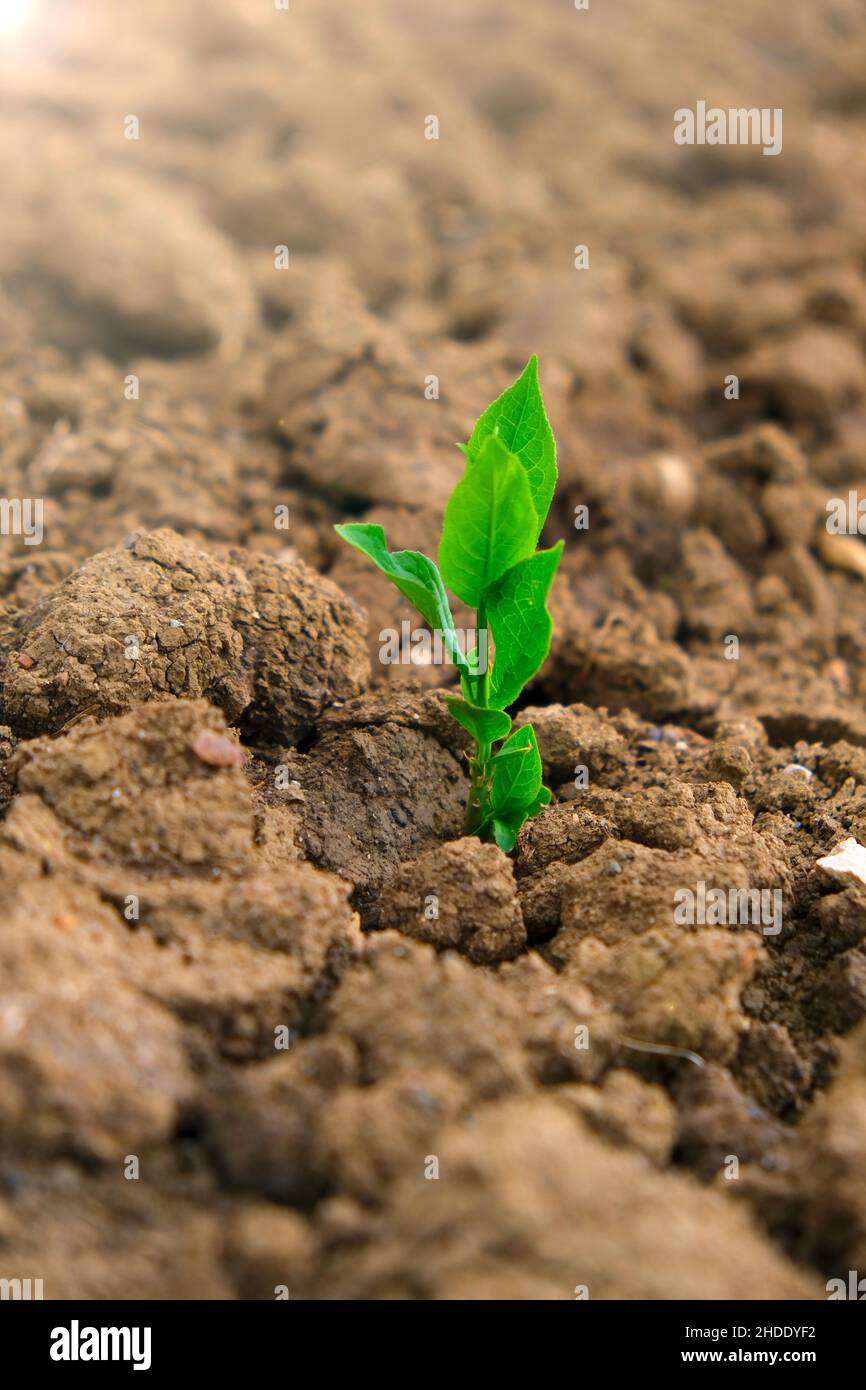 Piantina verde nel terreno in concetto di Field.New life. Germoglio verde in suolo secco cracked. Concetto di agricoltura e agricoltura. Foto Stock