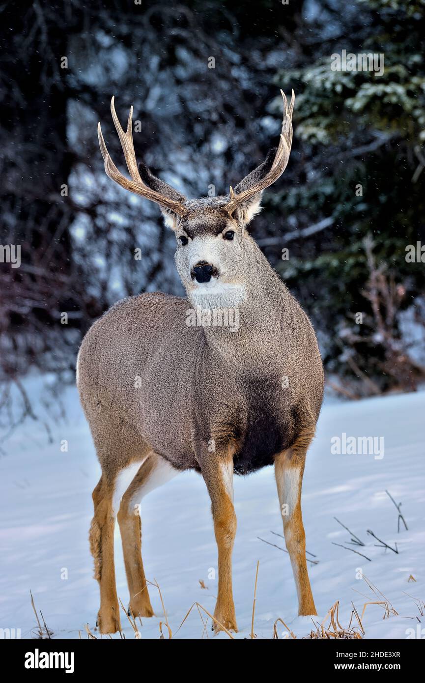 Una vista frontale di un cervo mulo maschio 'Odocoileus virginianus', in piedi nella neve del rurale Alberta Canada. Foto Stock