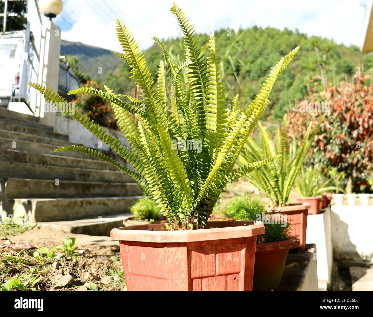 Bella foglia di felce verde texture in nature.Natural ferns sfondo Fern Leaves Close up felci nature.Fern piante in una tub.Green felci per la decorazione Foto Stock