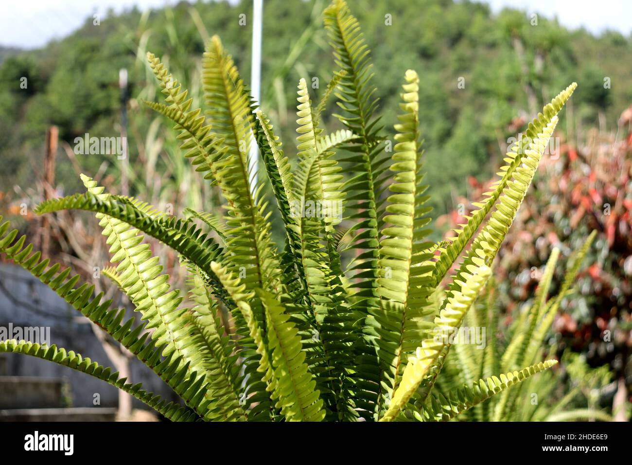 Bella foglia di felce verde texture in nature.Natural ferns sfondo Fern Leaves Close up felci nature.Green per la decorazione. Felce floreale naturale Foto Stock