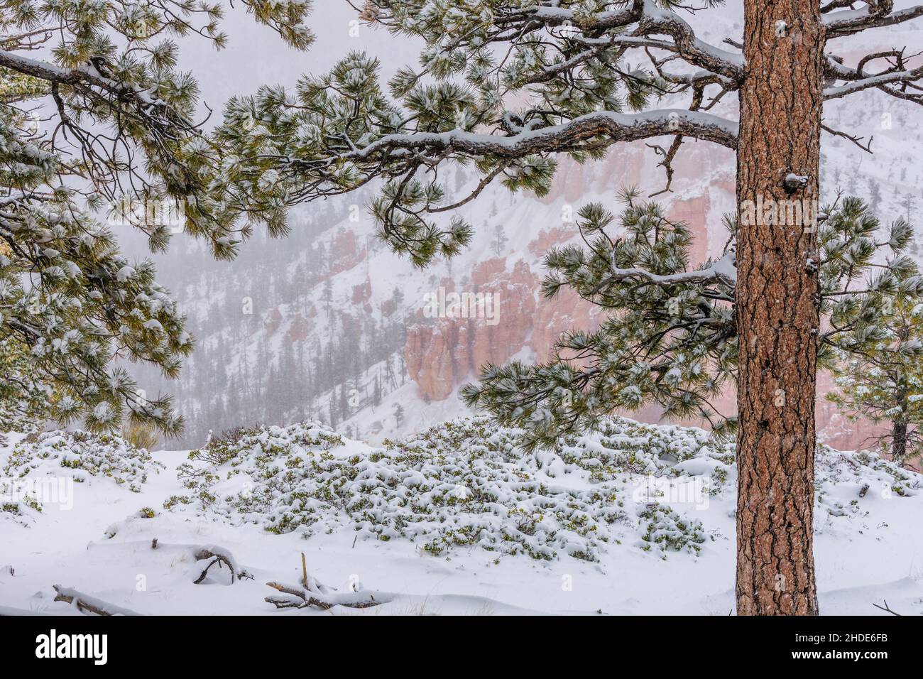 Immagine catturata durante una tempesta di neve nello Utah meridionale. Neve che cade e copre gli alberi nella neve. Foto Stock