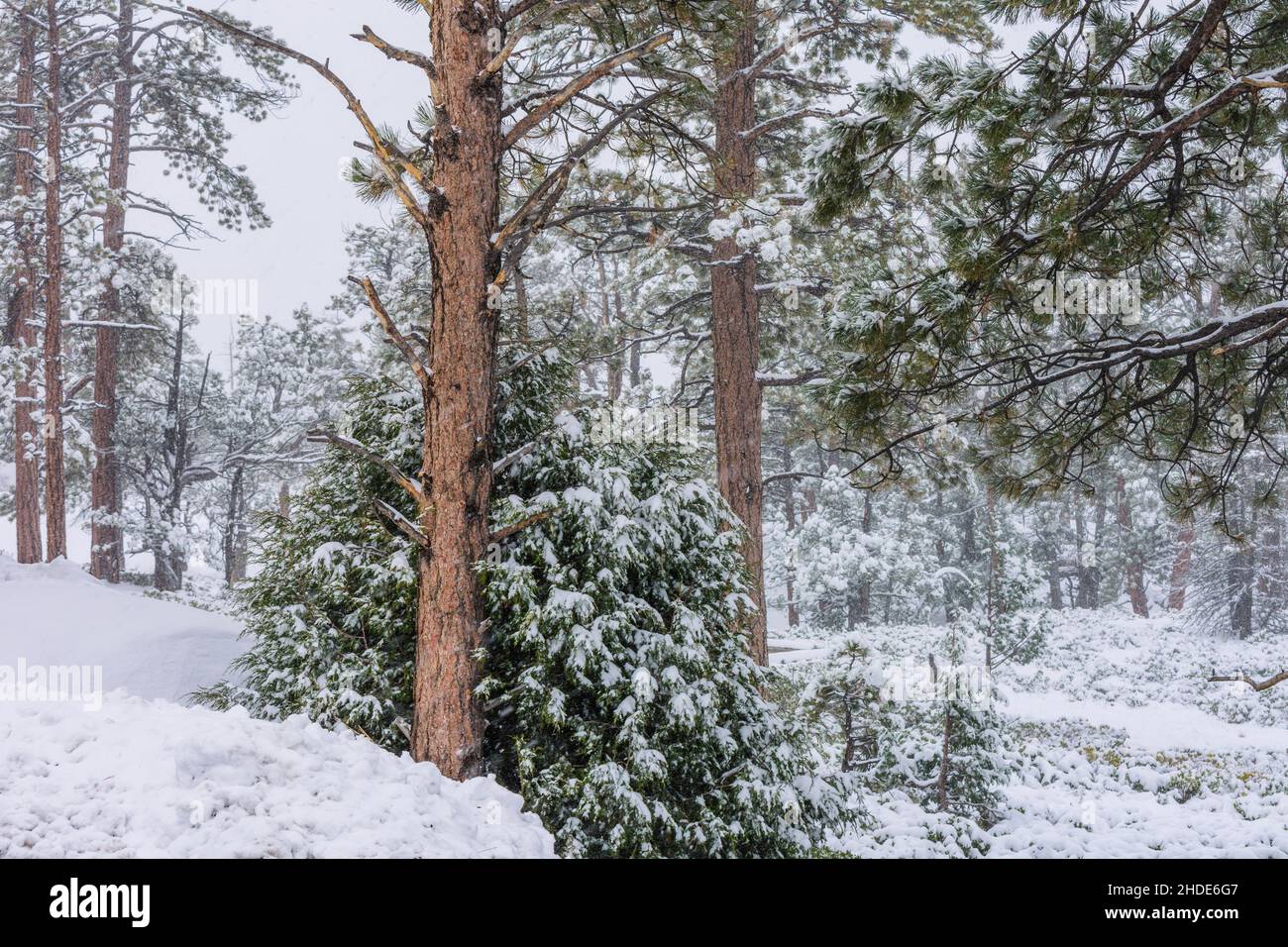 Immagine catturata durante una tempesta di neve nello Utah meridionale. Neve che cade e copre gli alberi nella neve. Foto Stock