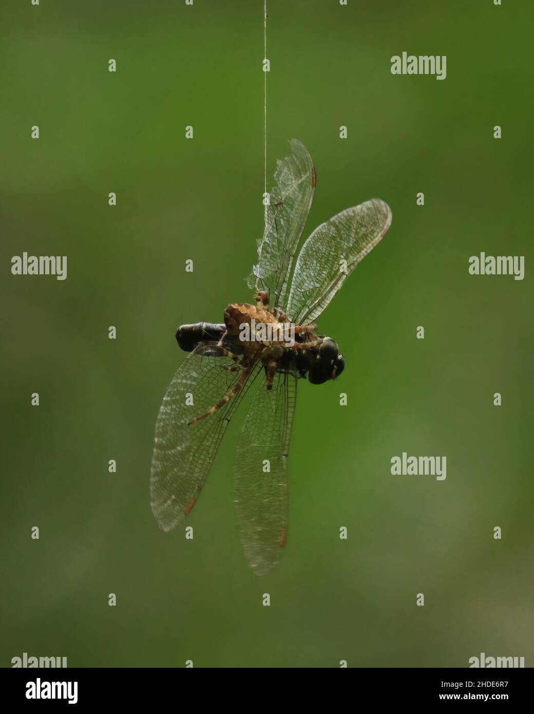 Un primo piano di un ragno che ha catturato una libellula nella sua rete a Courtenay, BC, Canada. Foto Stock