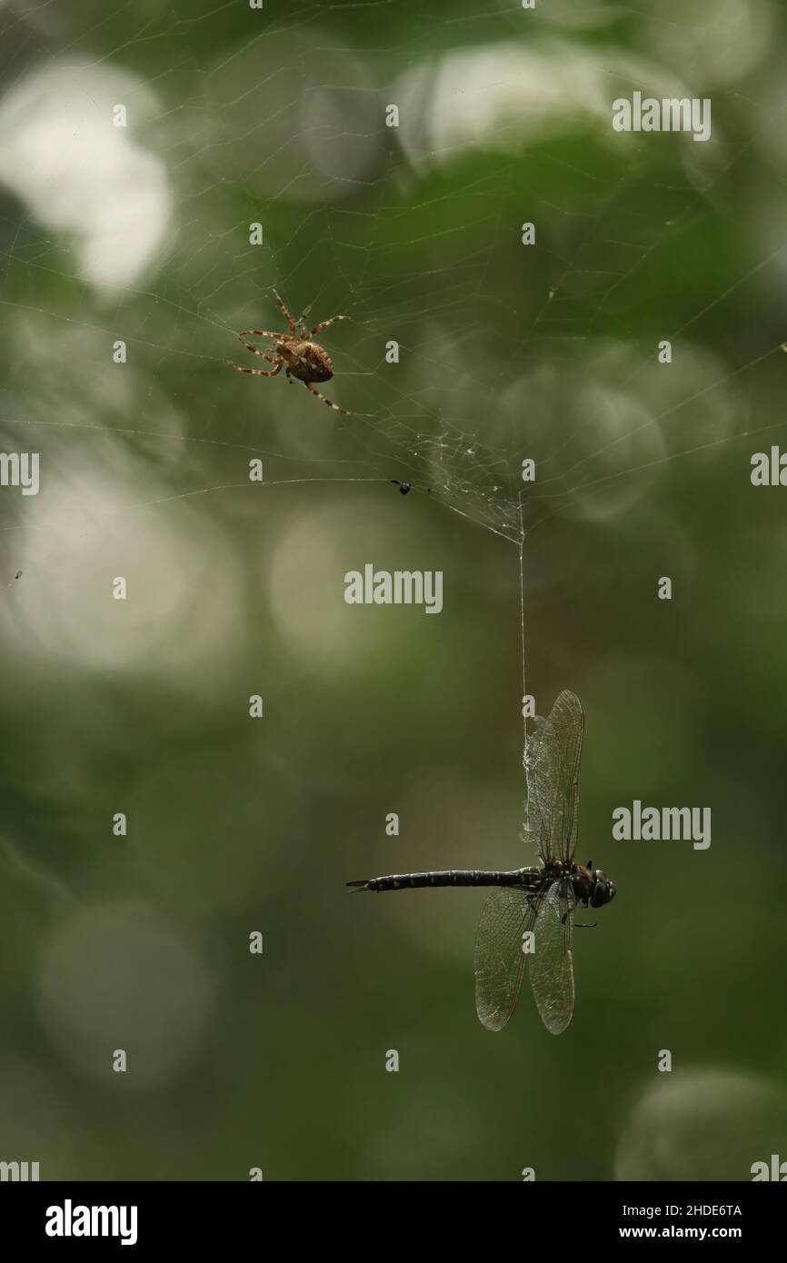 Una foto di un ragno con una libellula incastrata nel suo ragnatela Foto Stock