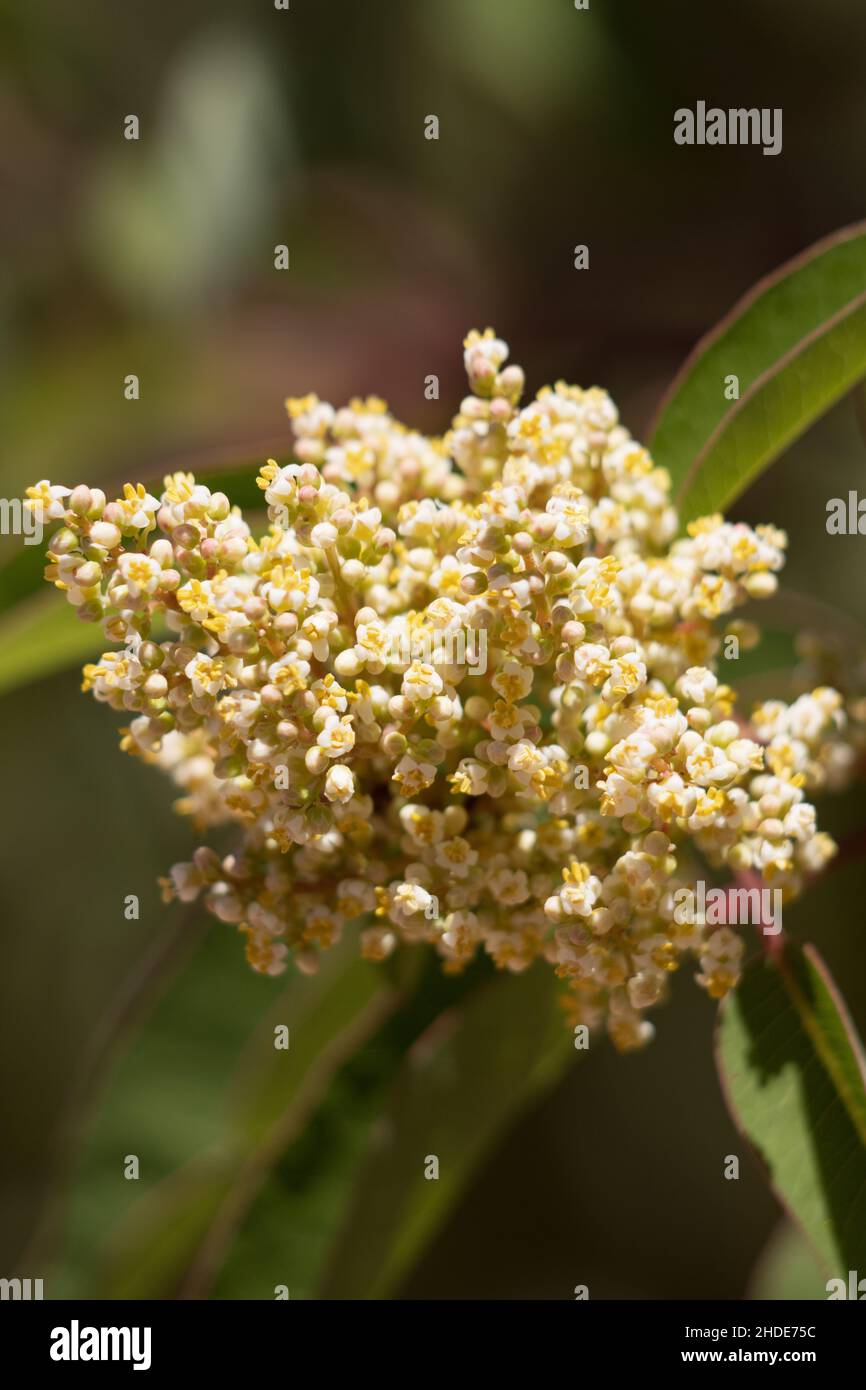 Bianco fioritura Staminate racemose panicle di Sumac riposo, Malosma Laurina, Anacardiaceae, arbusto nativo nelle montagne di Santa Monica, estate. Foto Stock