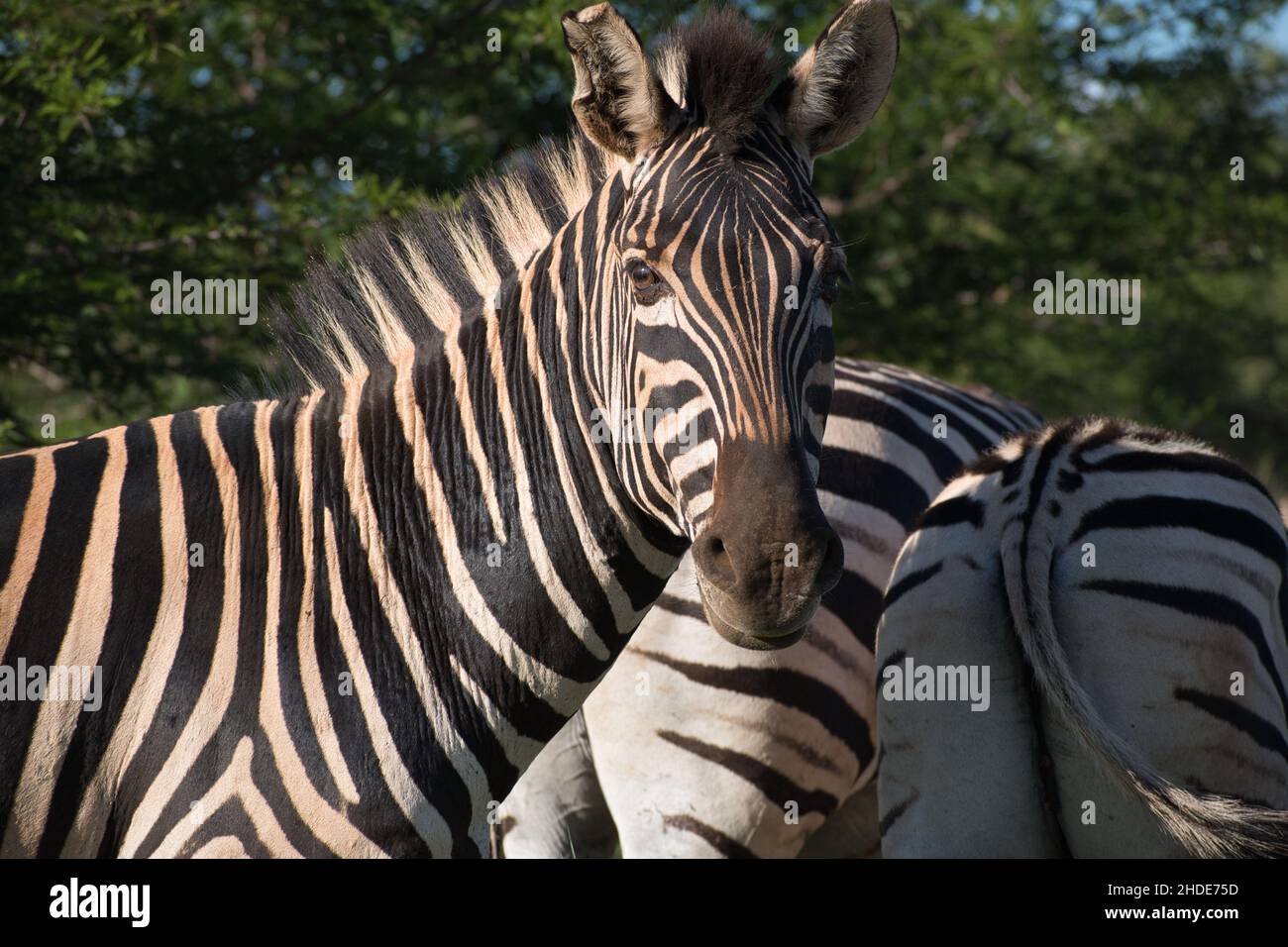 Curioso pianure zebra catturato nel tardo pomeriggio sole. Equus quagga, ex Equus burchellii Foto Stock