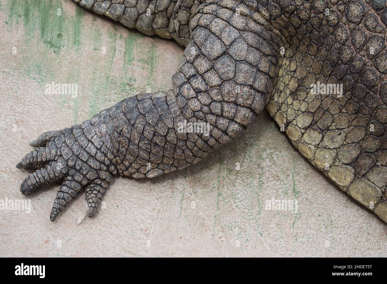 Gamba e piede potenti corti di un coccodrillo del Nilo adulto (Crocodylus niloticus), con macchia di alghe verdi sullo sfondo che presenta un'immagine astratta Foto Stock