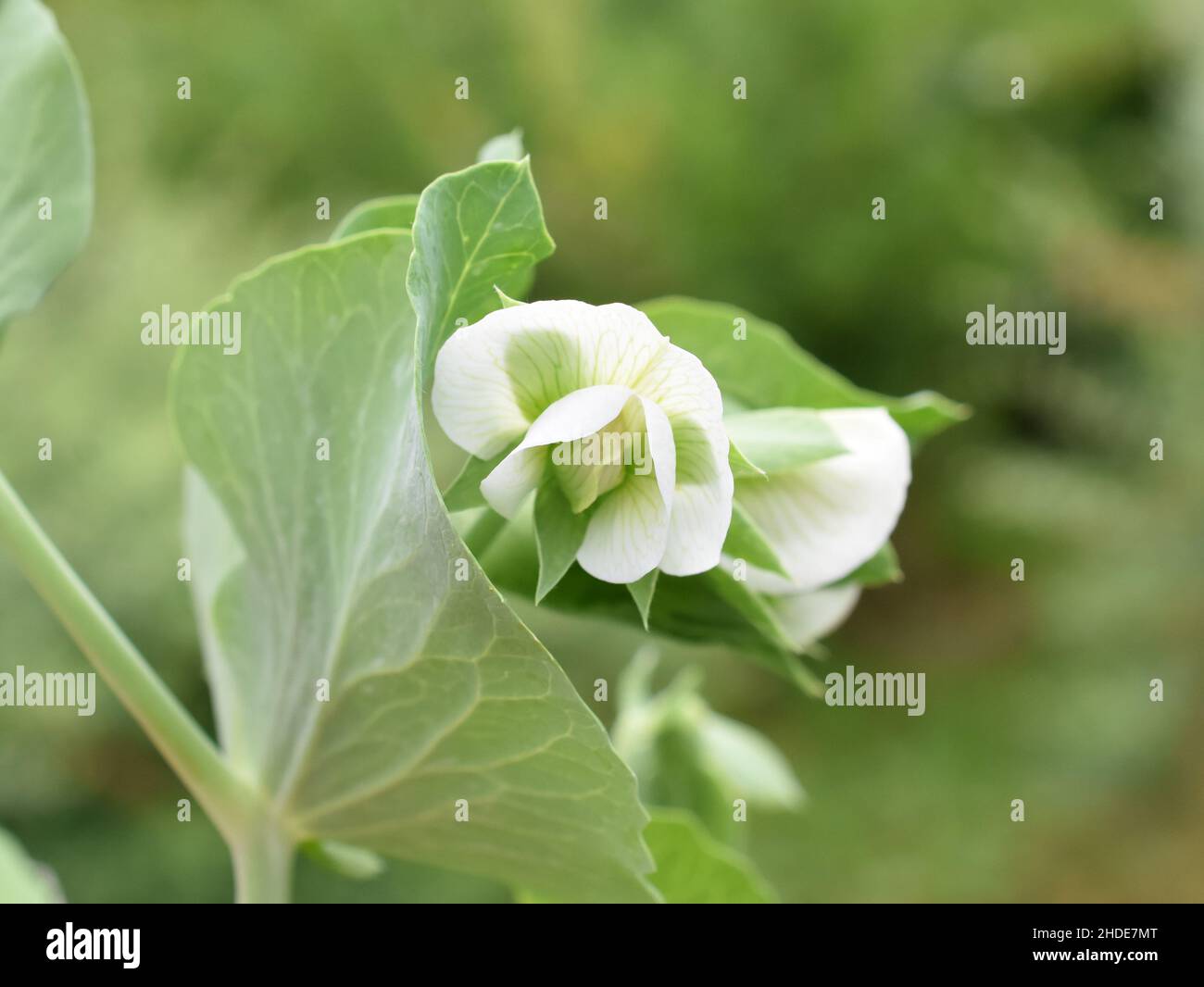 Pisello comune Pisum sativum giardino pisello bianco fiore e fogliame Foto Stock