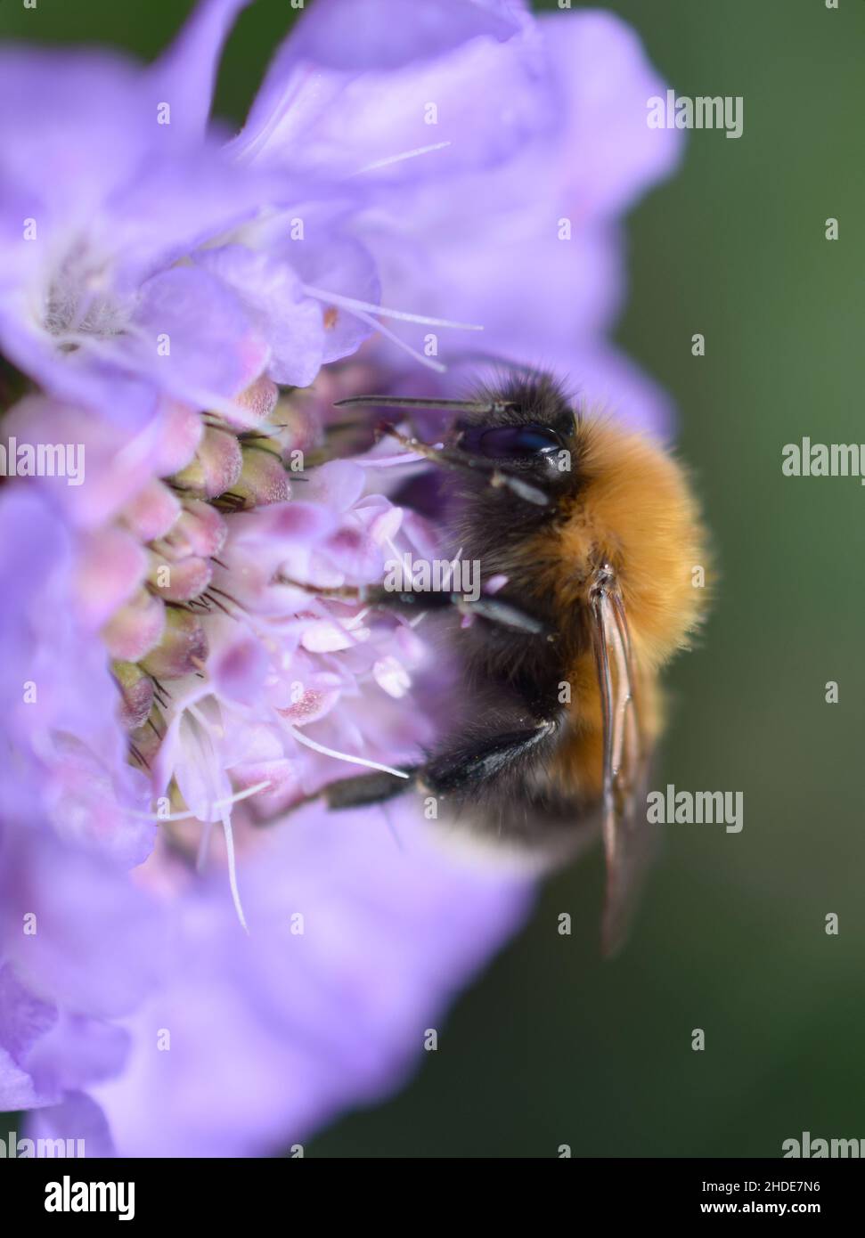 Bumblebee raccolta nettare in fiore viola Foto Stock