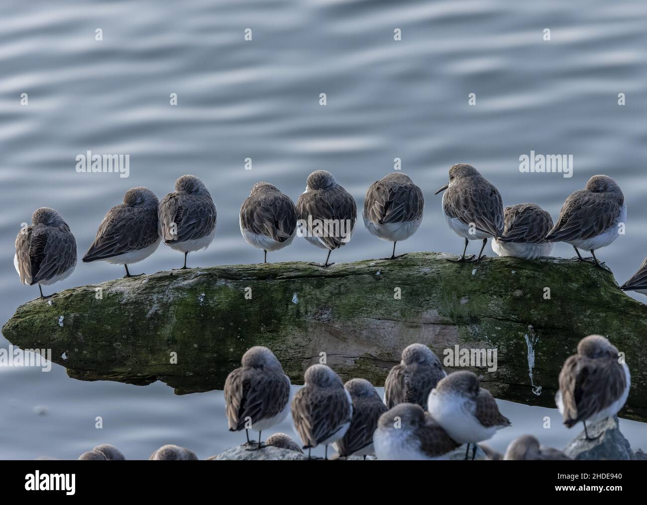 Wader Flock, principalmente Sandpiper occidentale, Calidris mauri, arroccato in alta marea, San Francisco Bay, California. Foto Stock