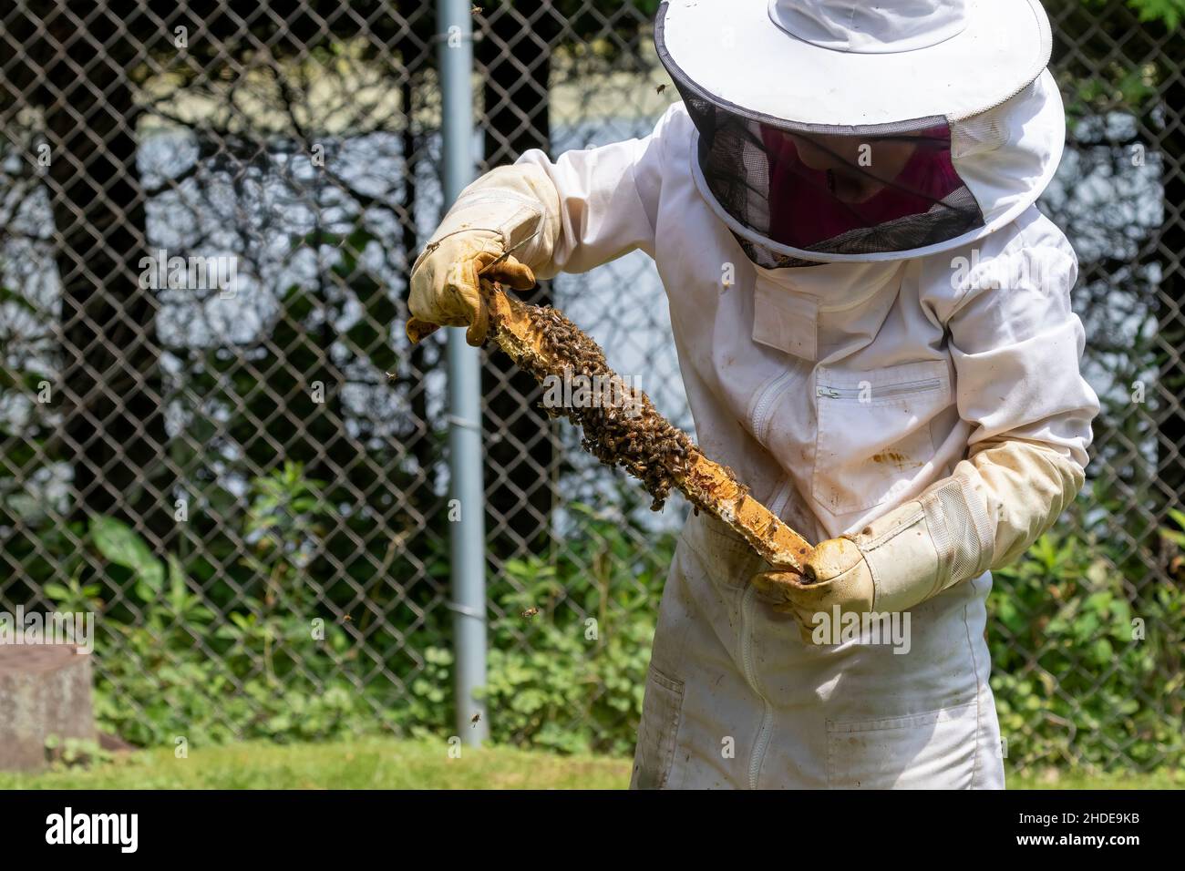 L'apicoltore controlli nido , lavorare con le api ed il miele raccoglie in giardino Foto Stock