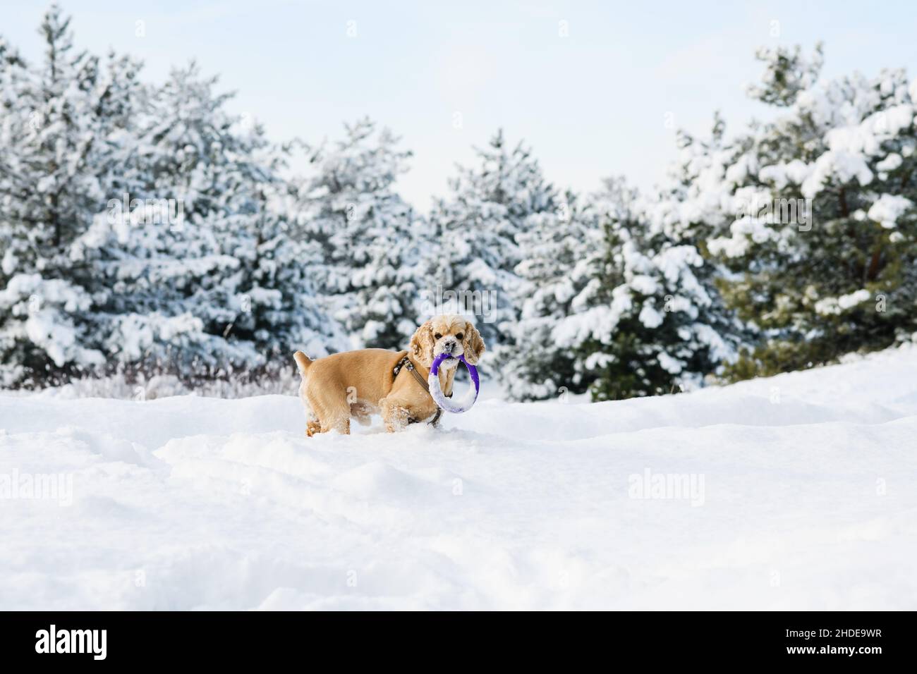 Il cocker americano spaniel che gioca nella foresta d'inverno con un estrattore. Foto Stock