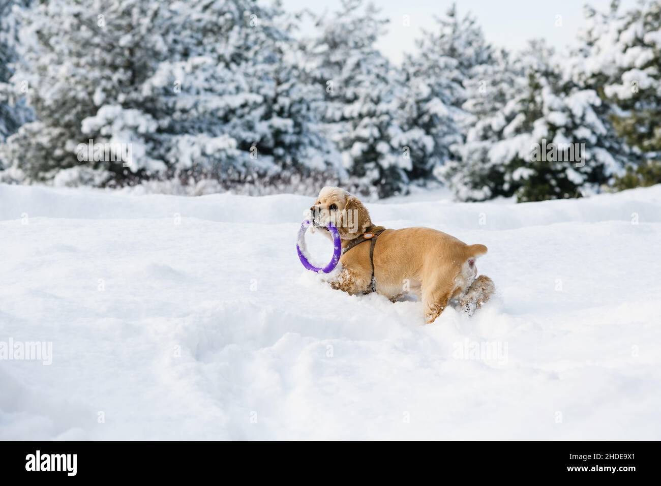 Il cocker americano spaniel che gioca nella foresta d'inverno con un estrattore. Spaniel che tiene un giocattolo nei suoi denti. Foto Stock