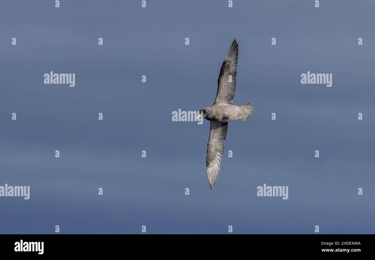 Morph scuro del Pacifico Nord Fulmar, Fulmarus glacialis, in volo al largo della costa della California. Foto Stock