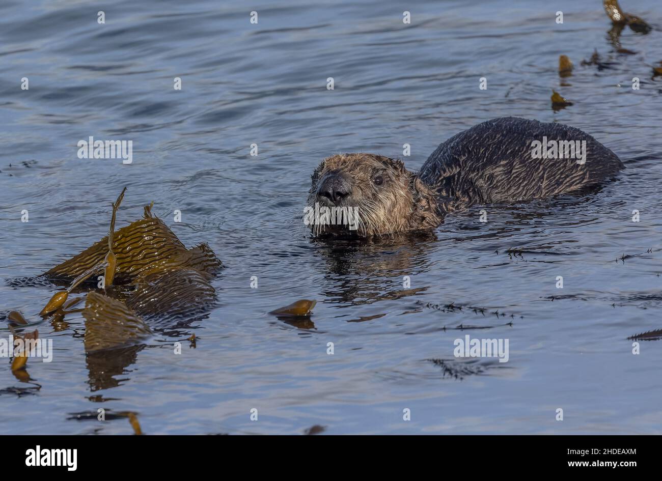 Giovane lontra maschio, Enidra lutris, (circa 5 mesi), che si nutrono nella foresta di kelp al largo della costa californiana, Monterey. Foto Stock