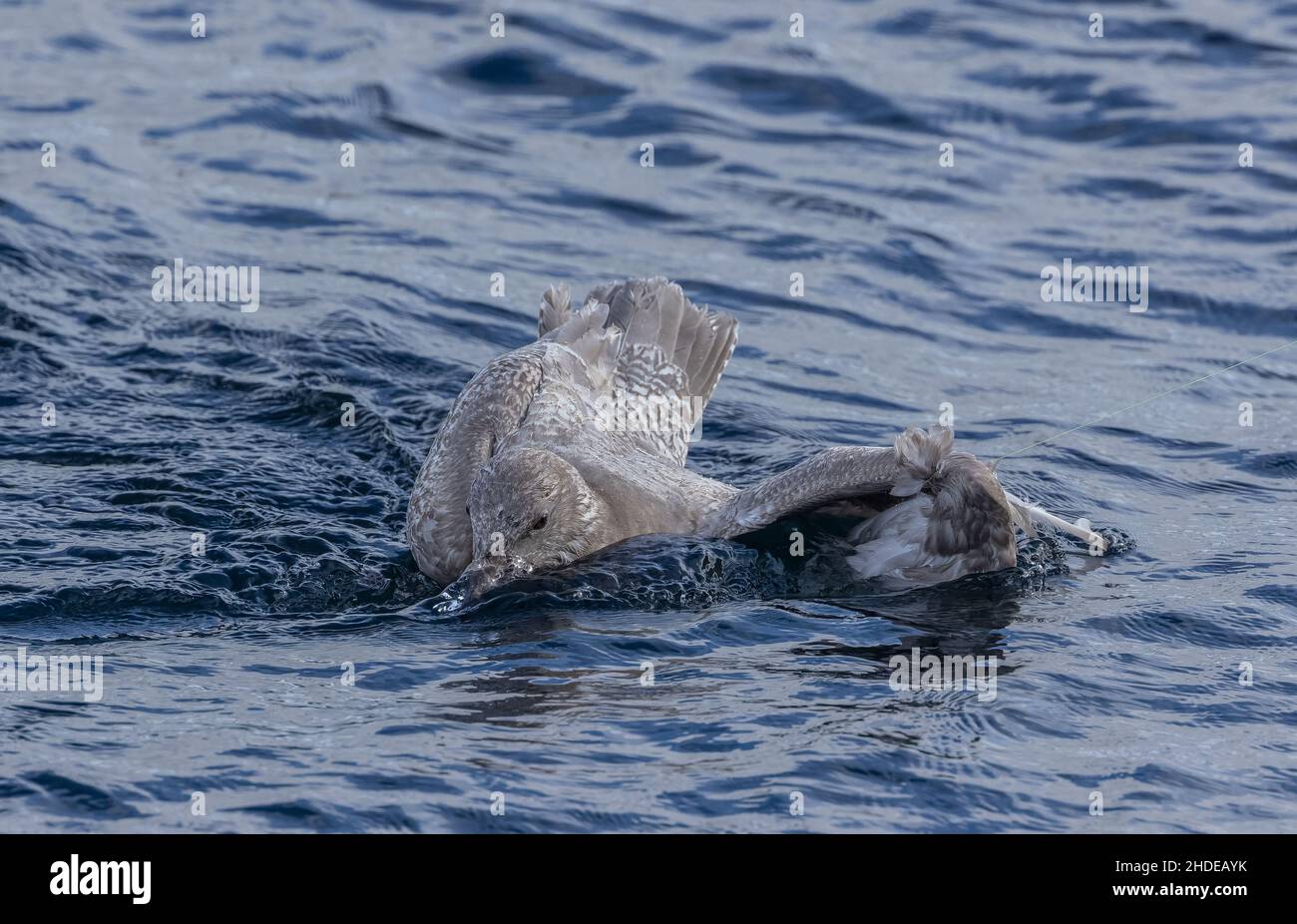 Gabbiano occidentale immaturo, Larus occidentalis, catturato sulla linea del pescatore. Monterey. California. Foto Stock
