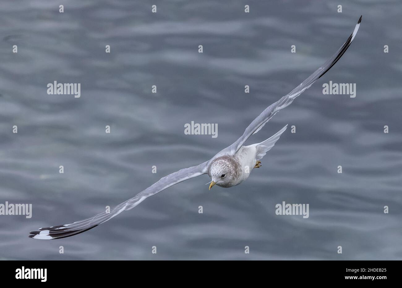 Gull a fattura breve, Larus brachyrhynchus, in volo sulla costa della California a Monterey. Piumaggio invernale. Foto Stock