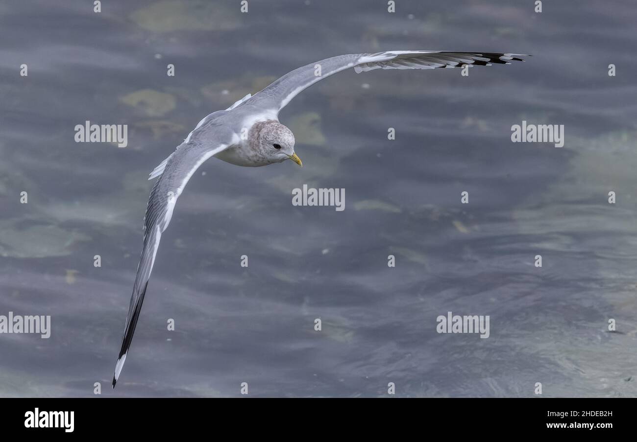 Gull a fattura breve, Larus brachyrhynchus, in volo sulla costa della California a Monterey. Piumaggio invernale. Foto Stock