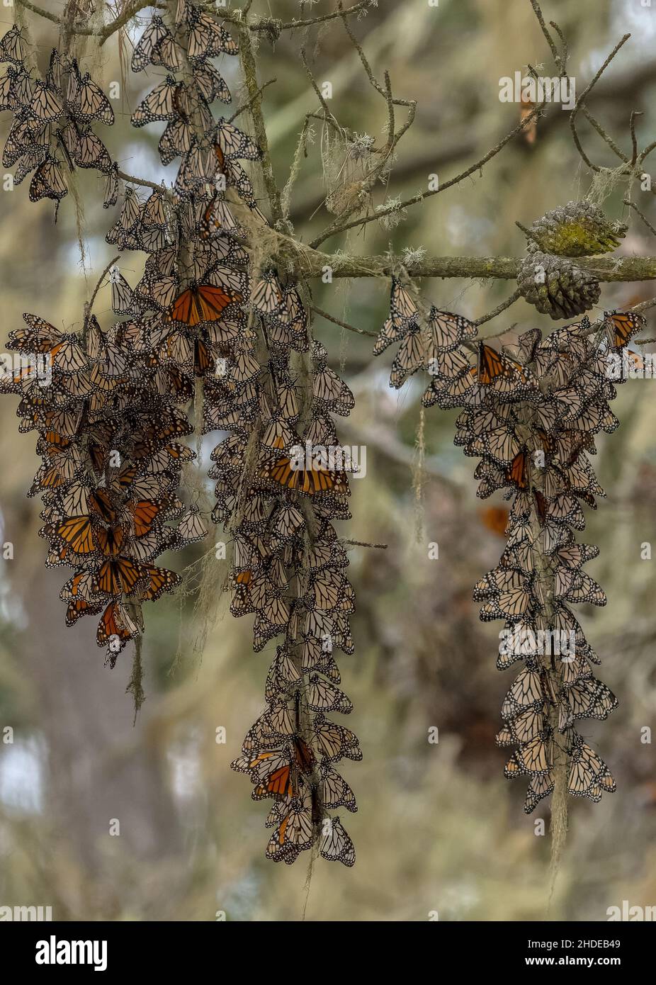 Tesses of Monarch Butterfly, Danaus plexippus, presso il sito di ibernazione in inverno, California. Foto Stock