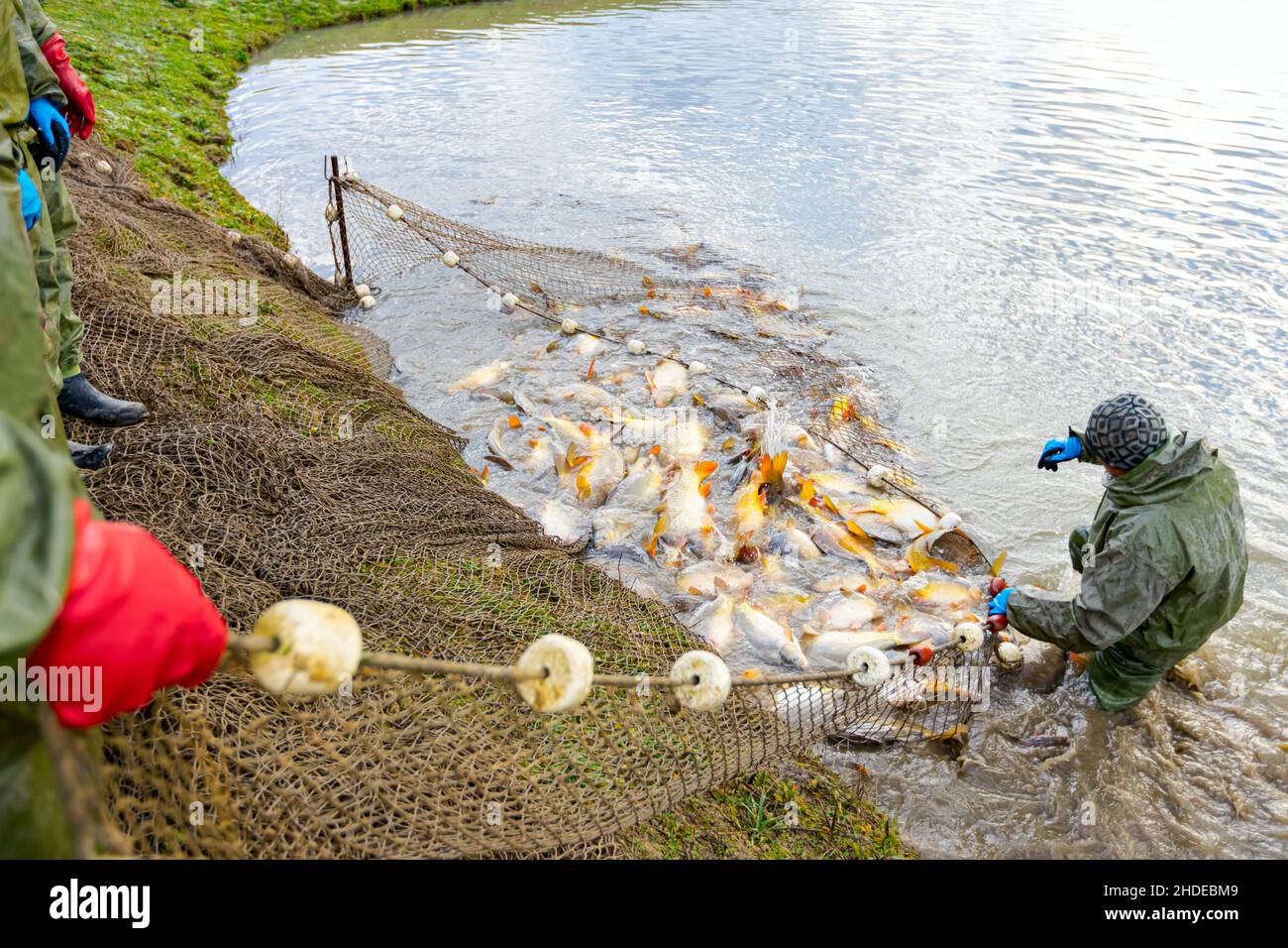 I pescatori sono indossare tute impermeabili come estrarre la rete di pesca piena di pesce crap dal laghetto, raccolto in fattoria pesce. Foto Stock