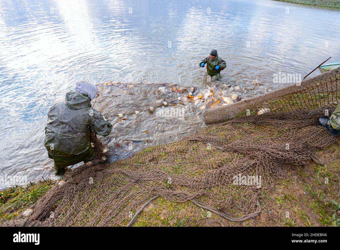 I pescatori sono indossare tute impermeabili in stagno di pesce, come si estrae la rete di pesca piena di pesce crap, raccolto presso la fattoria di pesce. Foto Stock