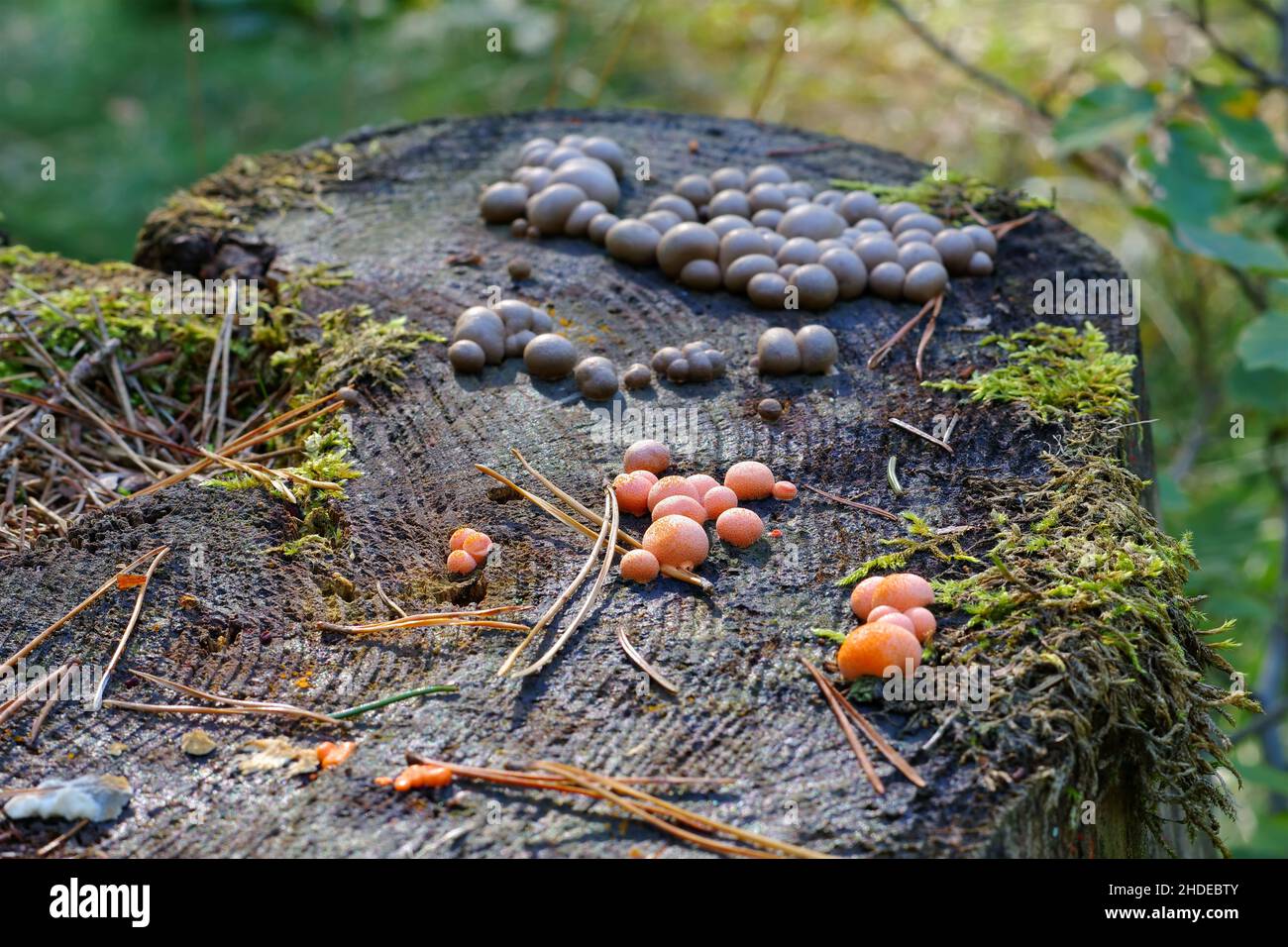Wolfs latte o Lycogala epidendrum nella foresta di autunno Foto Stock