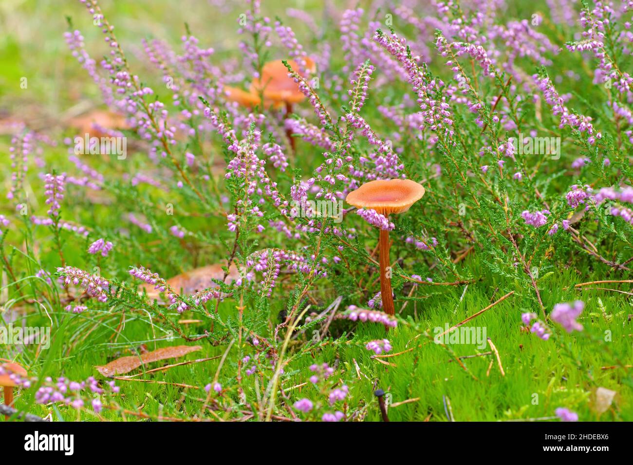 Un gruppo di funghi Laccaria nella foresta autunnale Foto Stock
