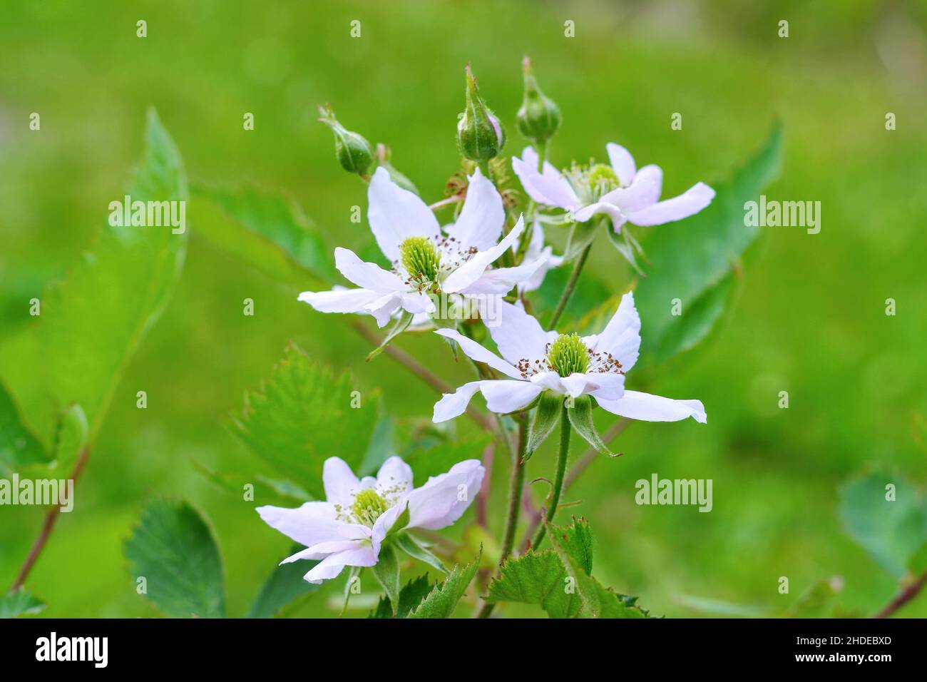 fiore di mora in primavera Foto Stock