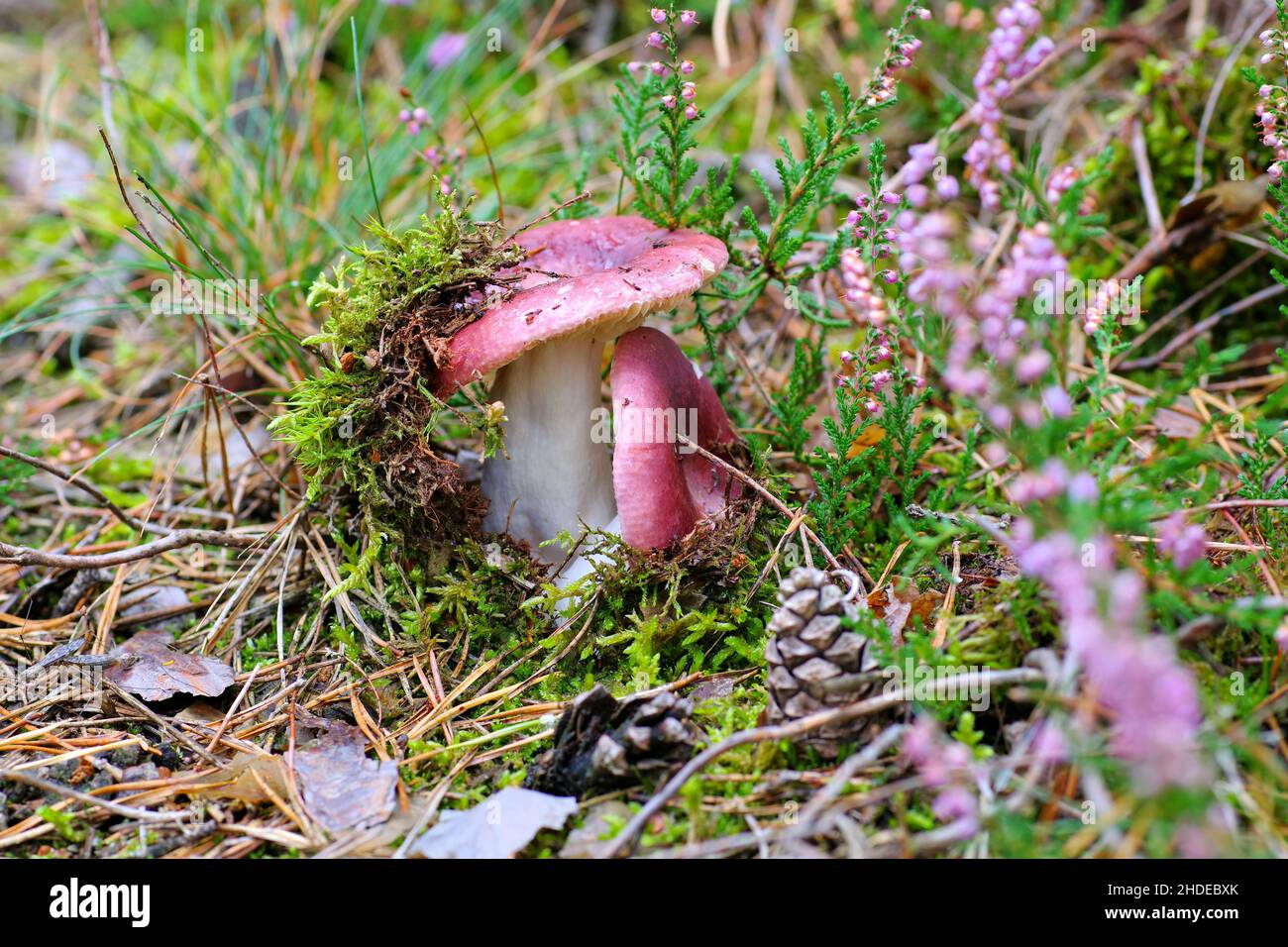 Funghi Russula caerulea in autunno foresta Foto Stock