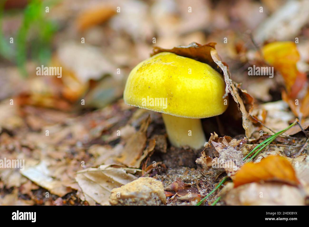 Palude gialla brittlegill, Russula claroflava nella foresta autunnale Foto Stock