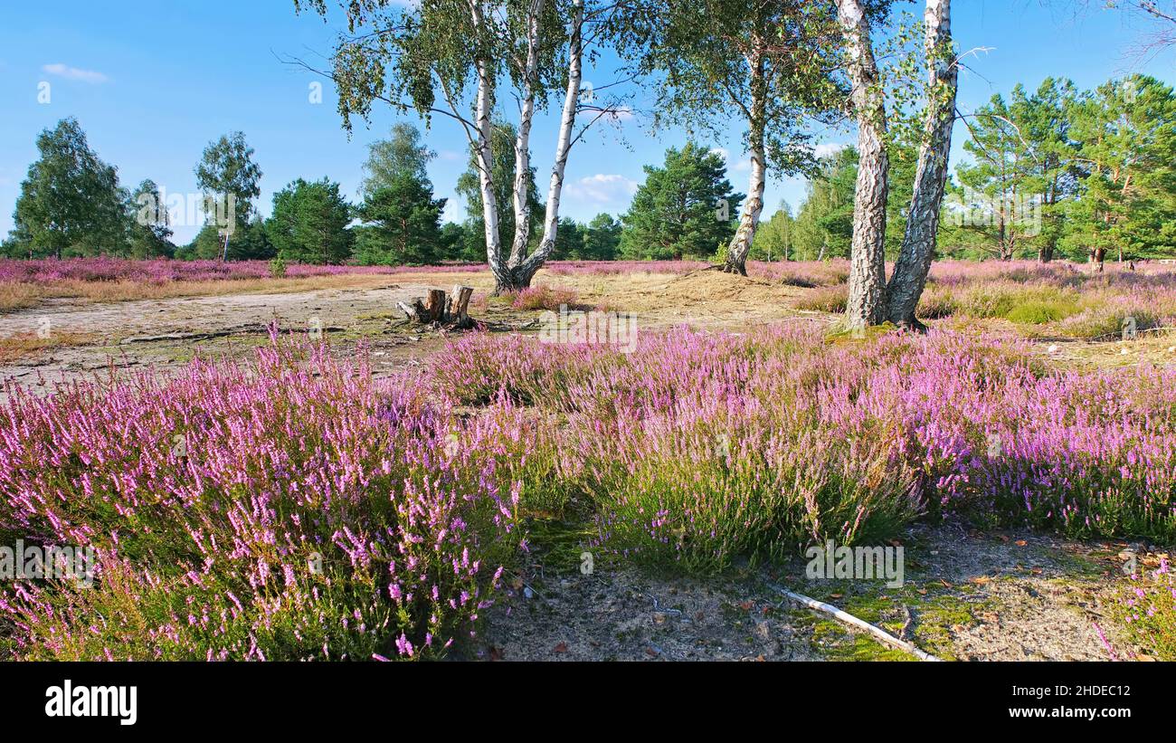 Paesaggio di Heath con Heather fiorito, Calluna vulgaris e sentiero escursionistico Foto Stock