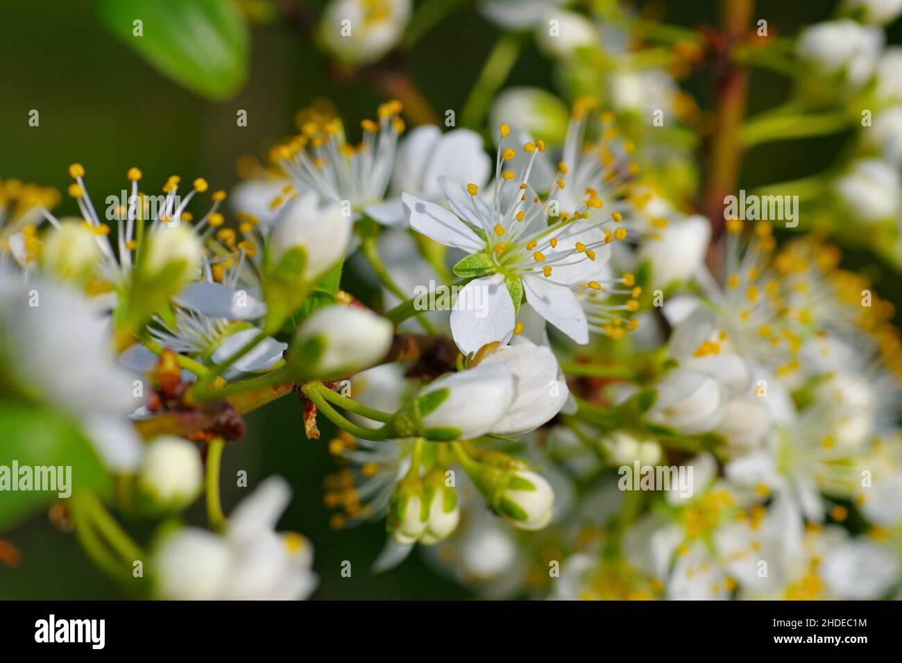 La susina bianca fiorisce in primavera Foto Stock