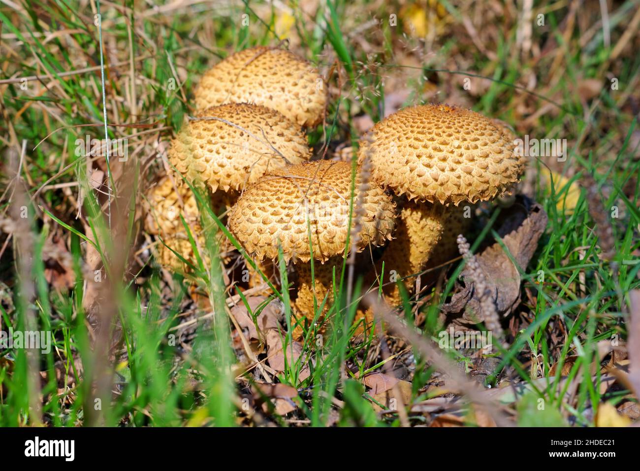 scalycap shaggy o fungo di squarrosa di Pholiota nella foresta d'autunno Foto Stock