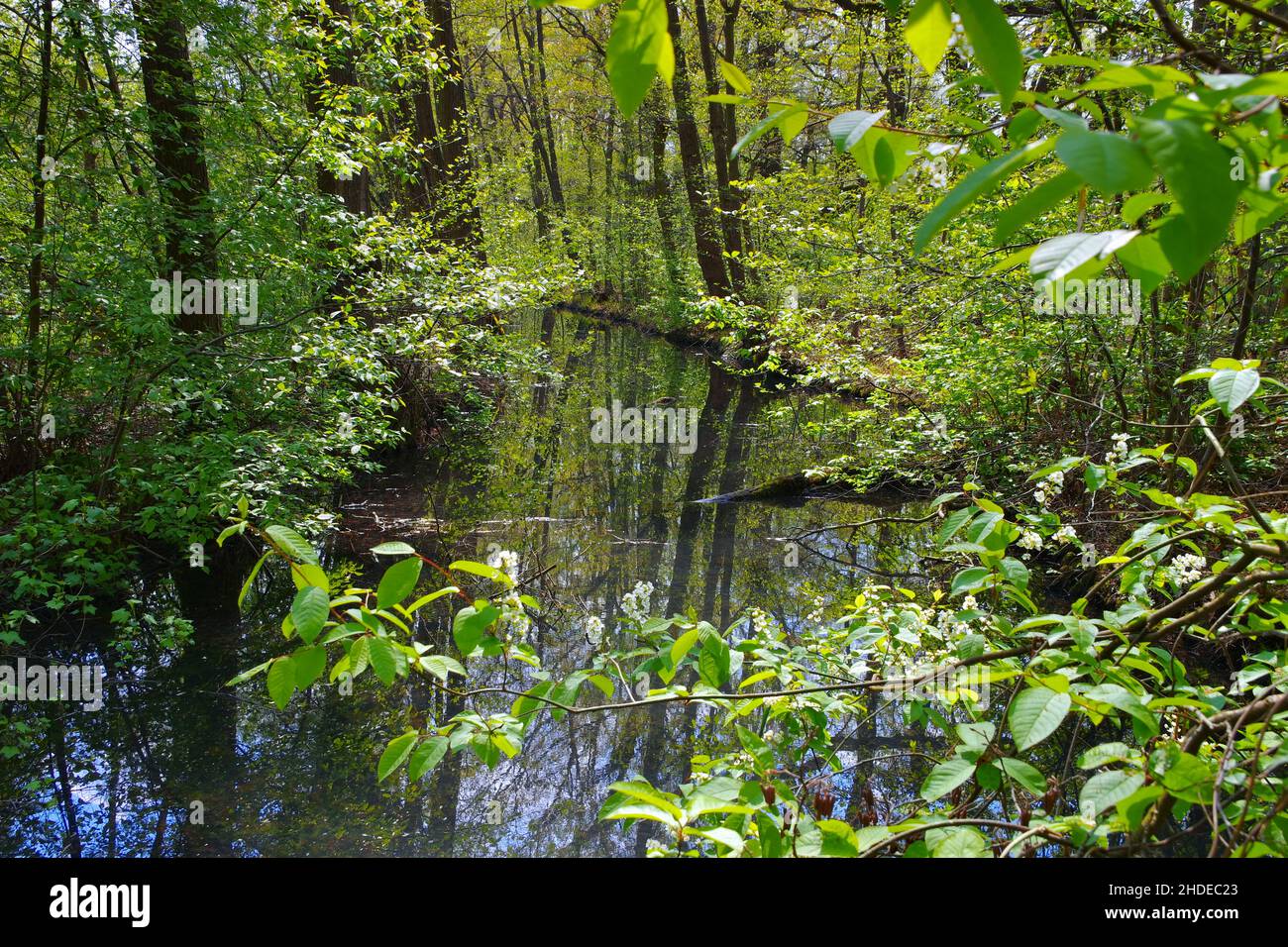 Foresta di Sprea acqua canal, paesaggio nel Brandeburgo Foto Stock