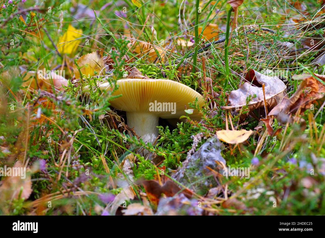 Funghi selvatici nella foresta autunnale su terreno boscoso Foto Stock