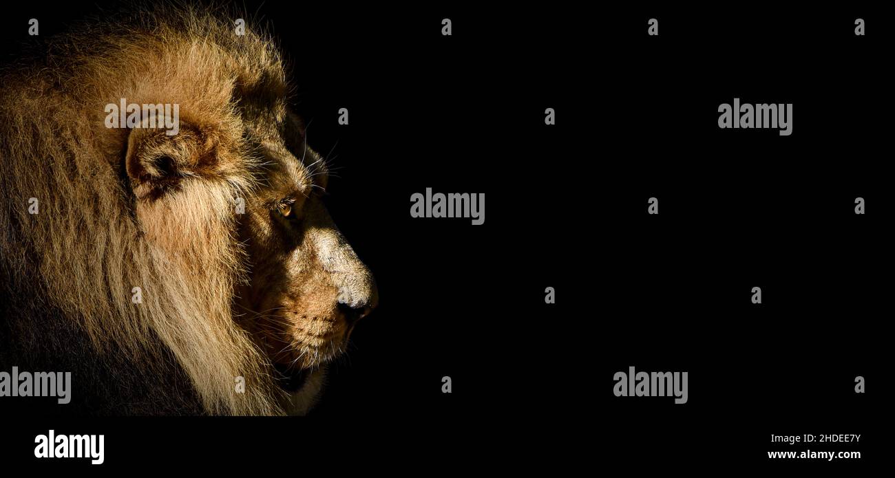 African male leone Baner , Panorama fauna animale isolato Foto Stock