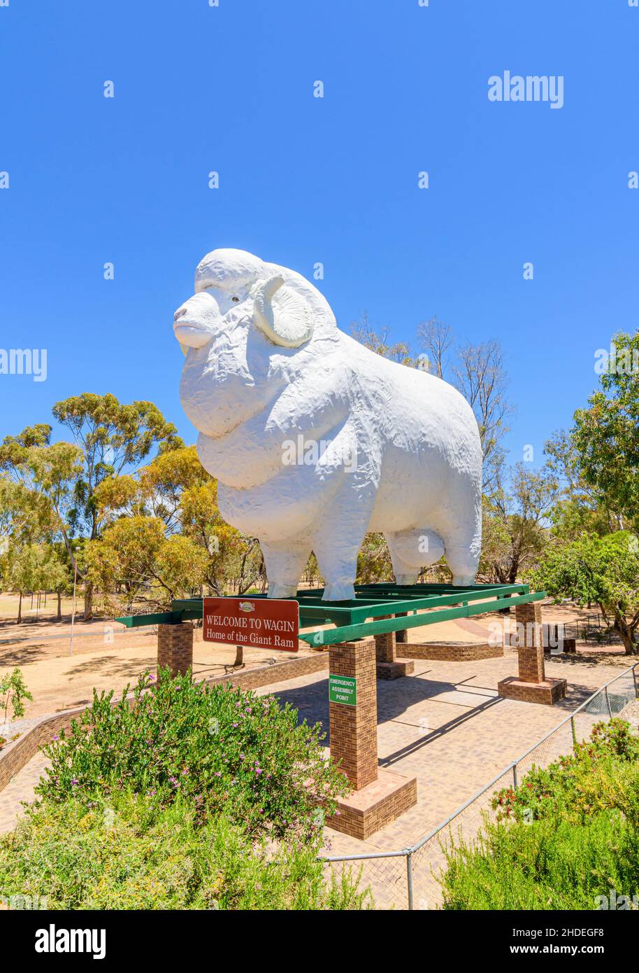 La Grande RAM al Giant RAM Tourist Park nella città di campagna di Wagin, Australia Occidentale, Australia Foto Stock