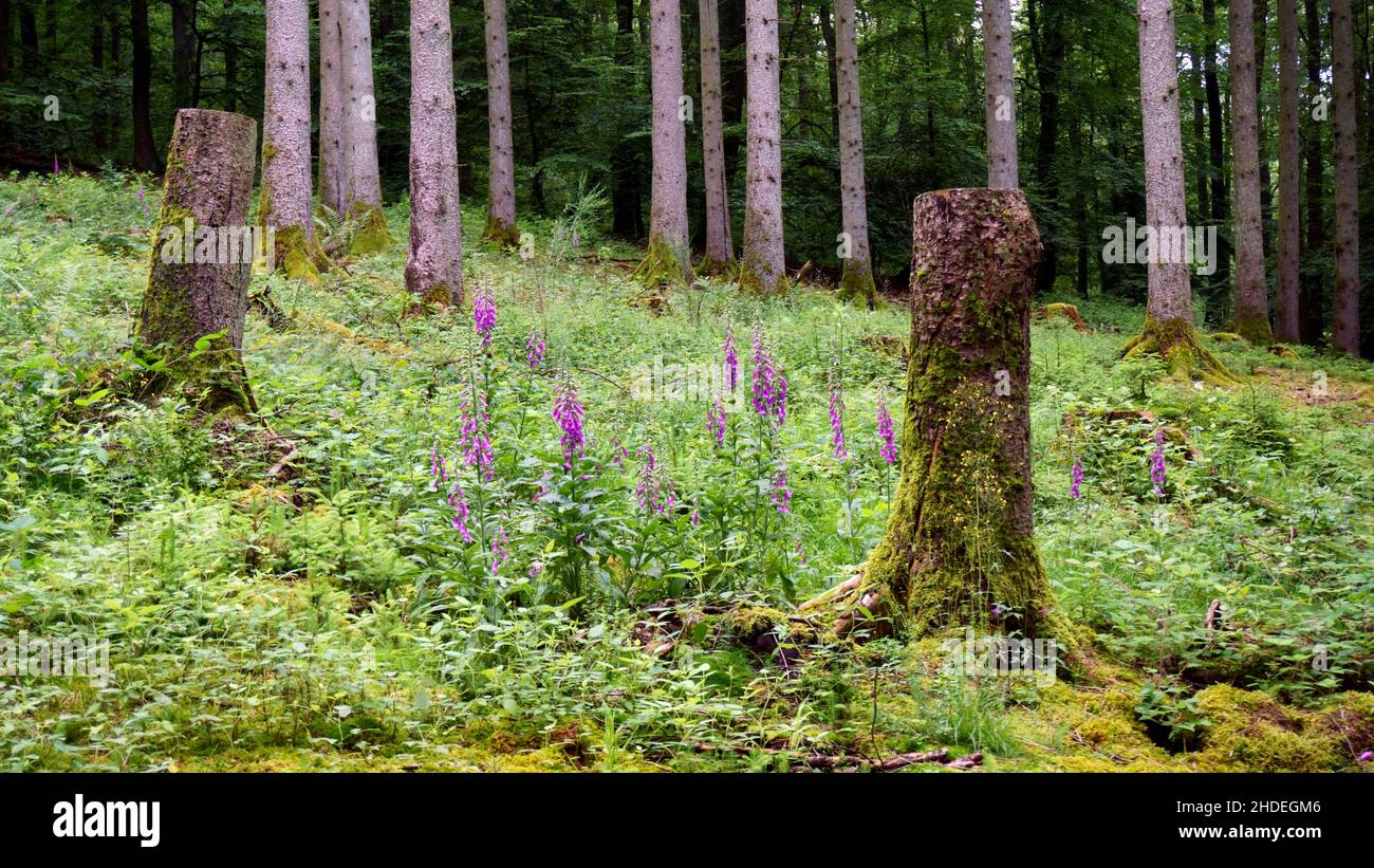 Guanto di vollore rosso fiorito, Digitalis purea, nella foresta Foto Stock