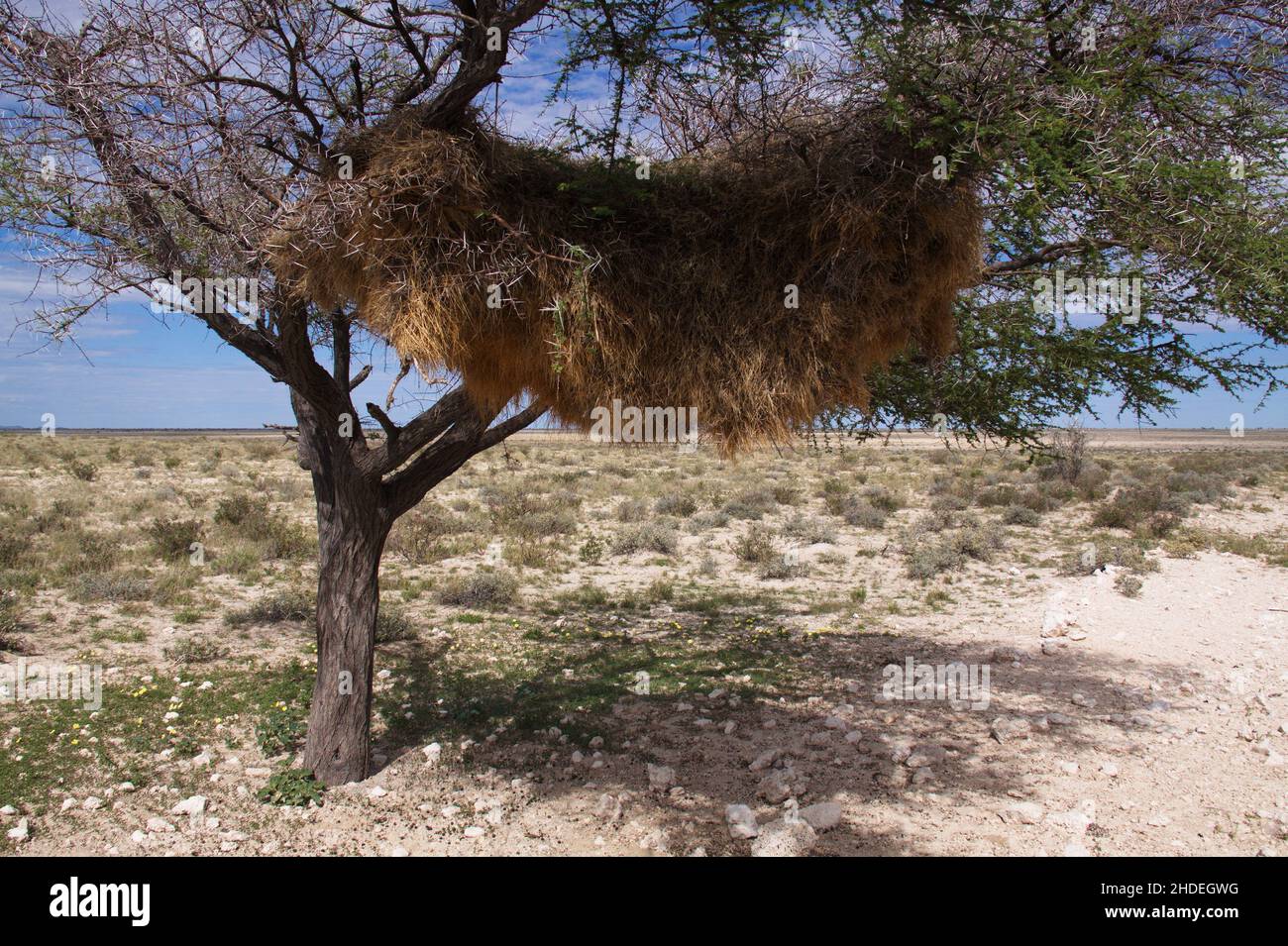 Nido di tessitori socievoli nel Parco Nazionale Etosha in Namibia in Africa Foto Stock