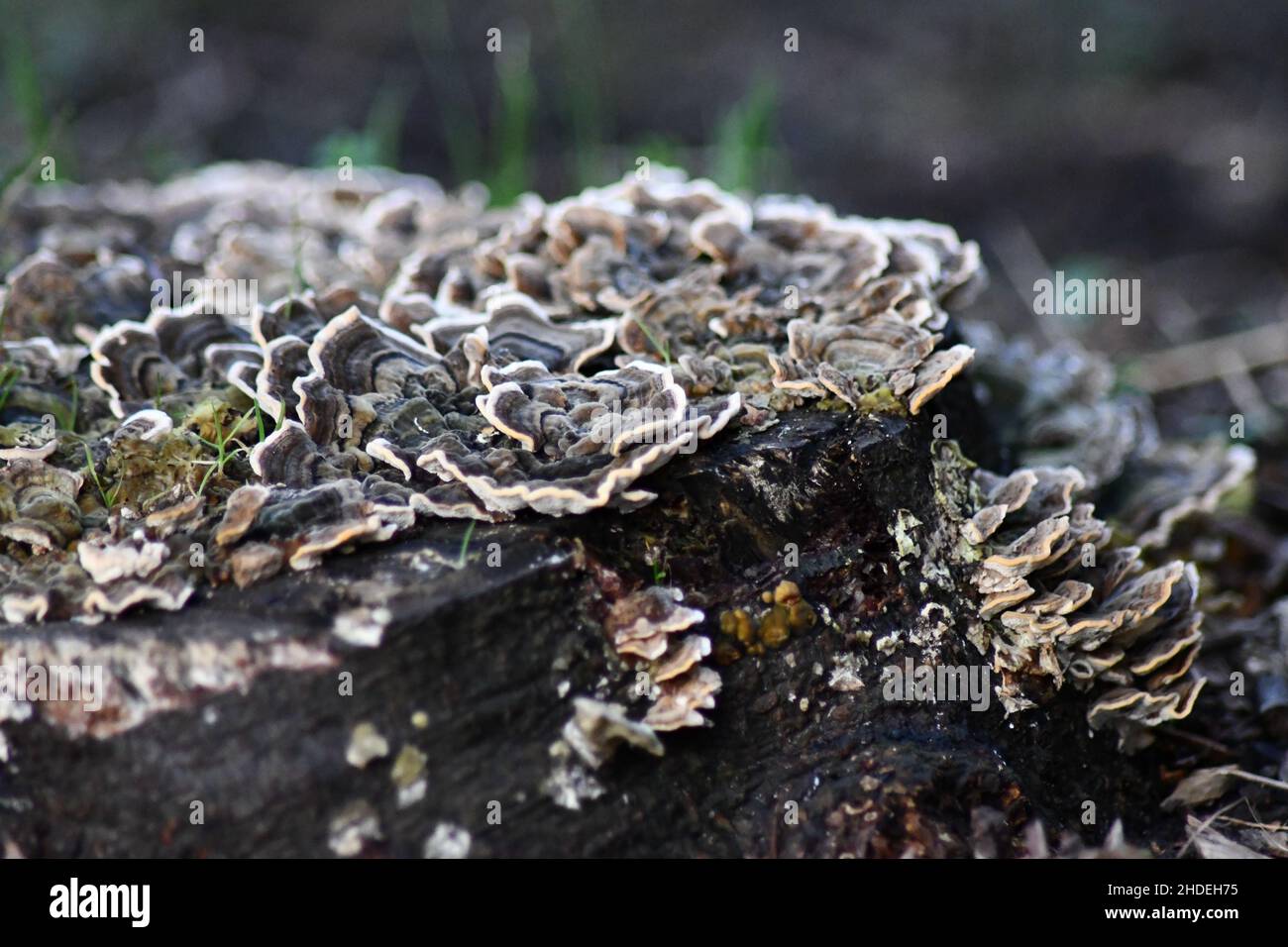 Funghi a forma di rosa, a forma di fiore con bordi bianchi, coda di tacchetto, funghi a staffa Trametes versicolor che crescono su un vecchio ceppo di albero Foto Stock