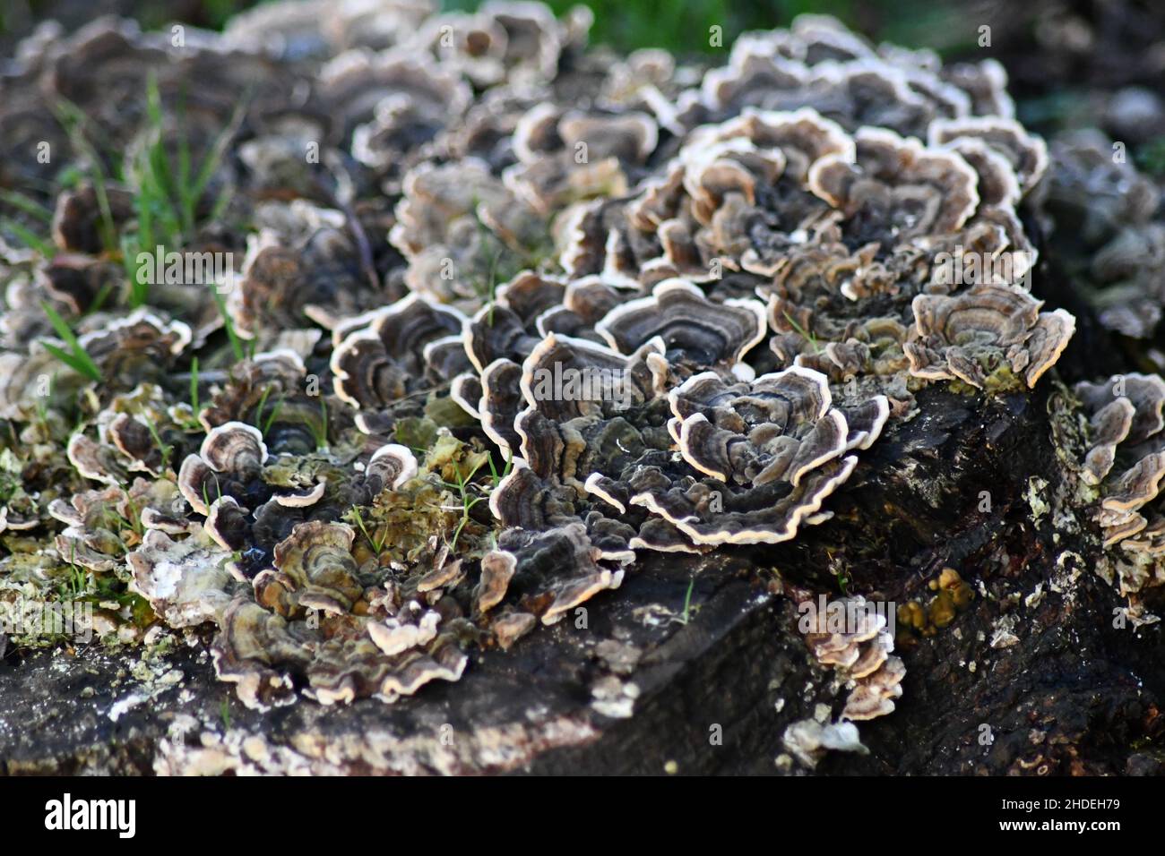 Funghi a forma di rosa, a forma di fiore con bordi bianchi, coda di tacchetto, funghi a staffa Trametes versicolor che crescono su un vecchio ceppo di albero Foto Stock