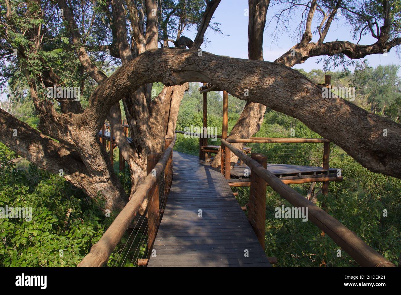Passeggiata a bordo nel Great Limpopo Transfrontier Park in Africa Foto Stock