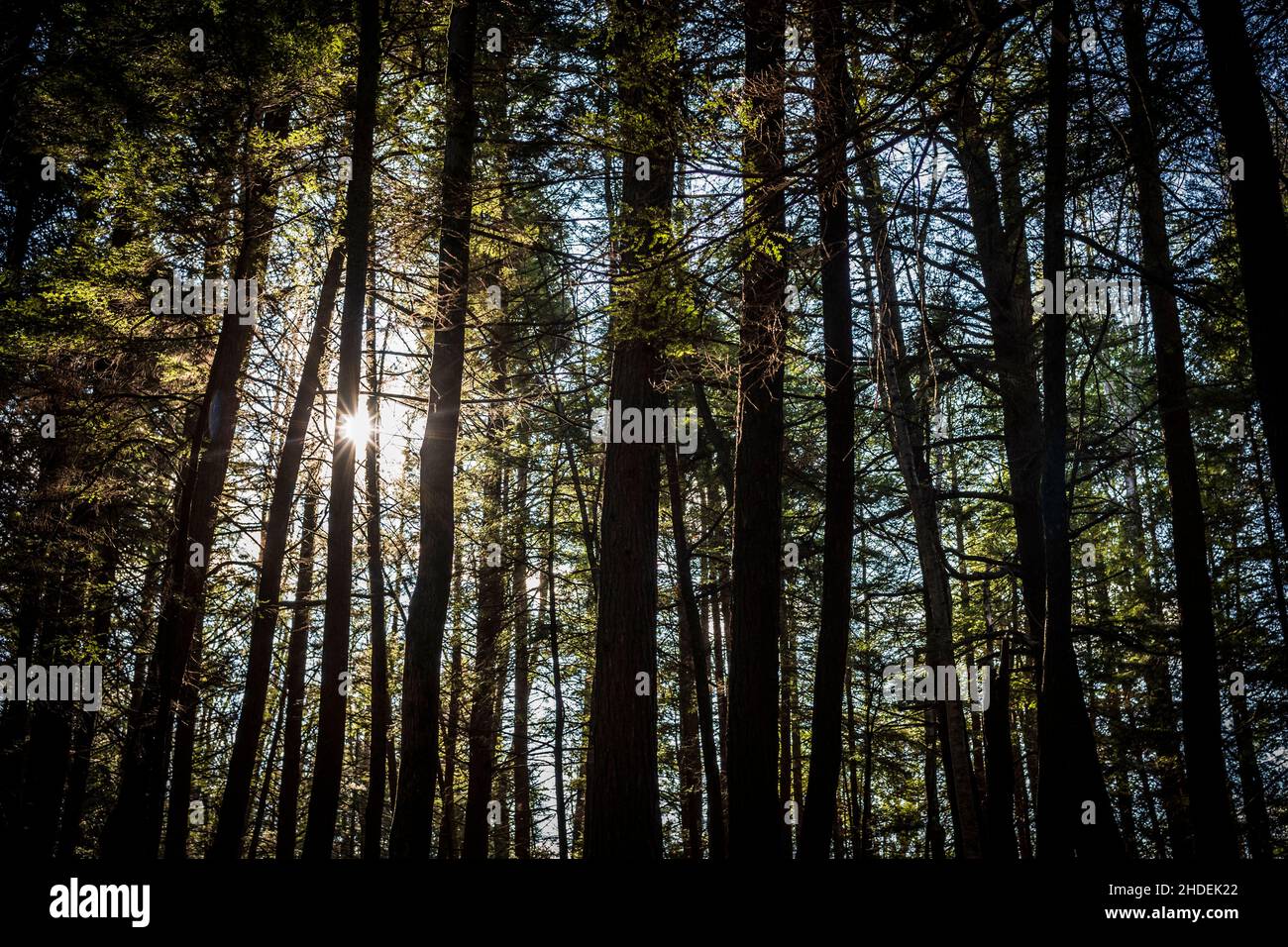 Le razze del sole sbirciano attraverso una silhouette di alberi in una foresta in un giorno d'autunno. I molti tronchi degli alberi formano strisce verticali attraverso il telaio del im Foto Stock
